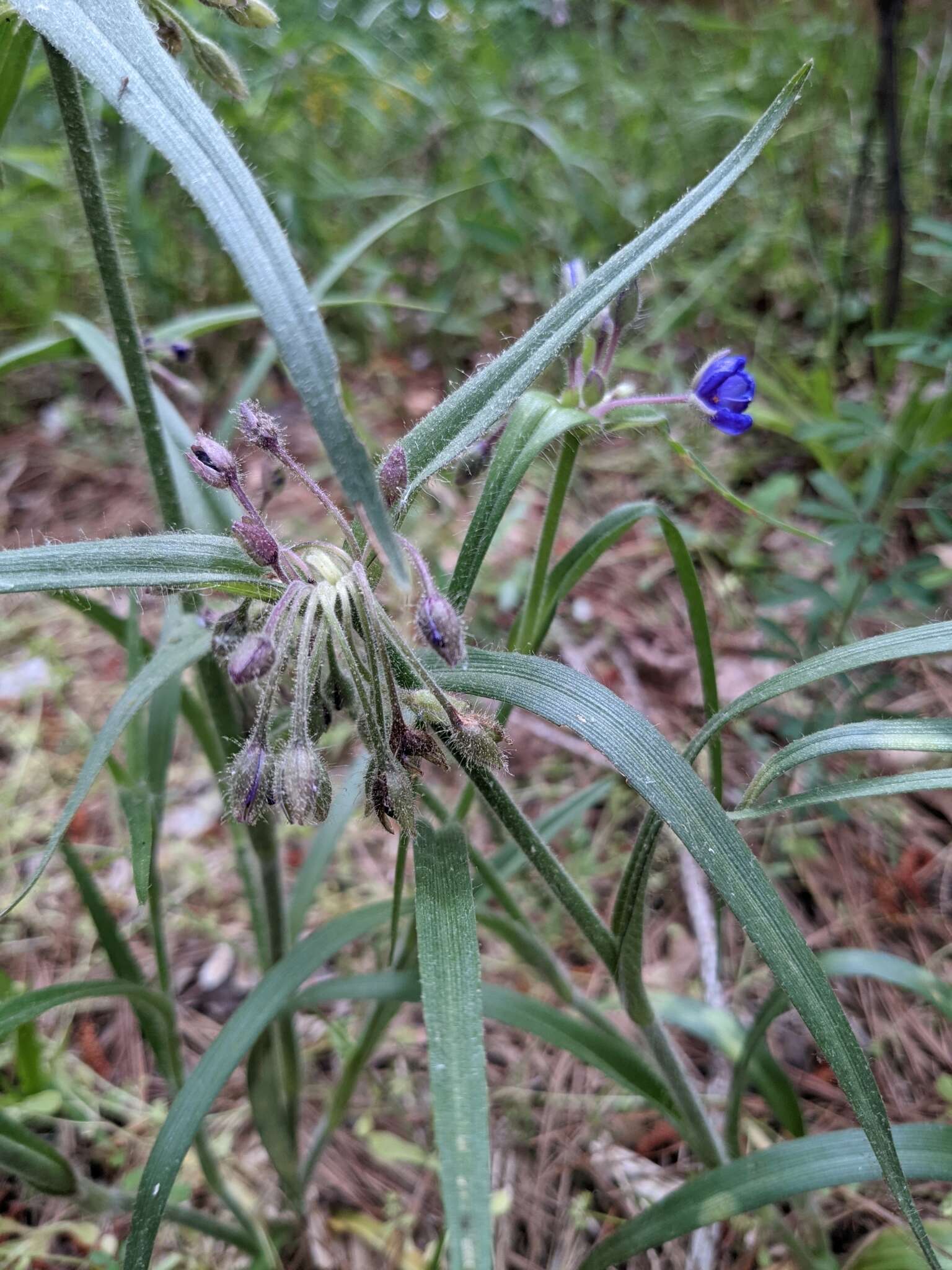 Image of hairystem spiderwort