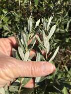 Image of prairie willow