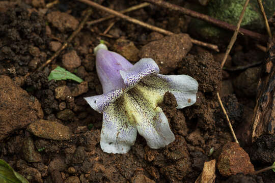 Image of Paulownia taiwaniana T. W. Hu & H. J. Chang