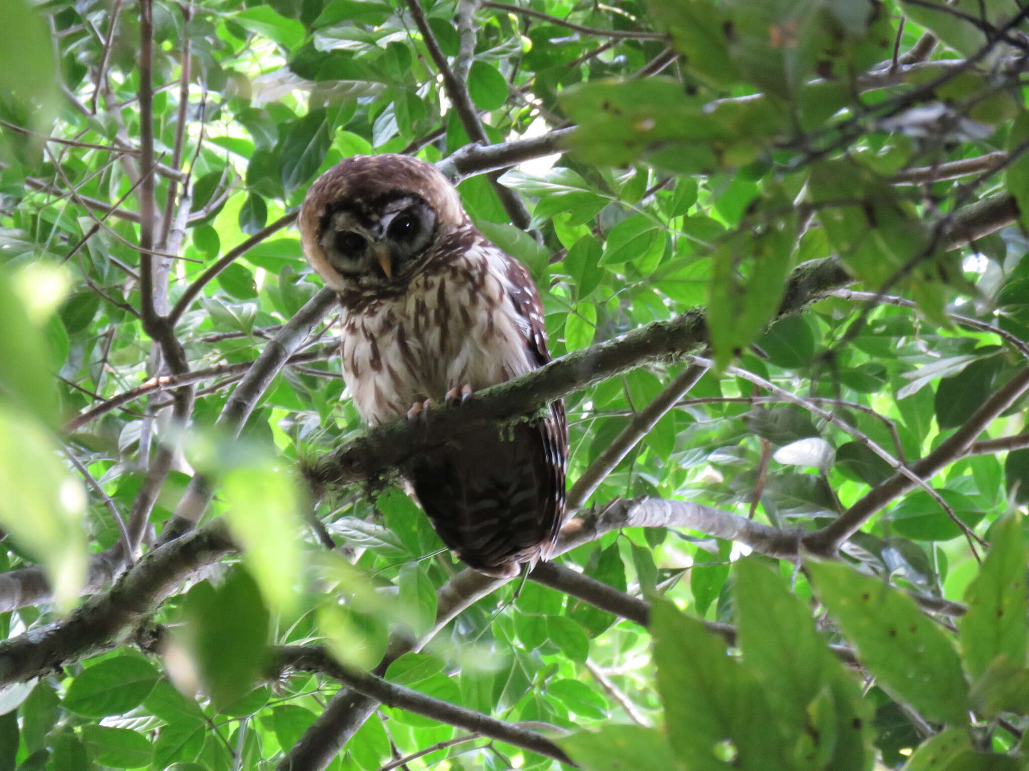 Image of Fulvous Owl