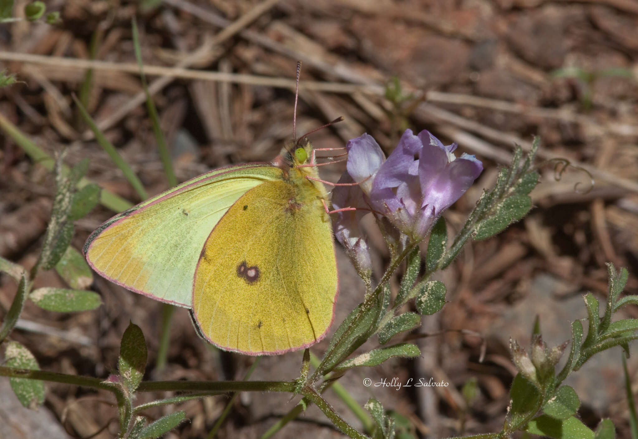 صورة Colias occidentalis Scudder 1862