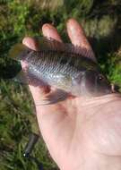 Image of Black acara