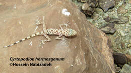 Imagem de Cyrtopodion hormozganum Nazarov, Bondarenko & Radjabizadeh 2012