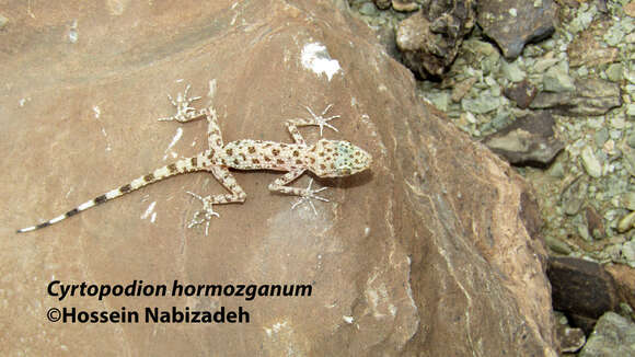 Imagem de Cyrtopodion hormozganum Nazarov, Bondarenko & Radjabizadeh 2012