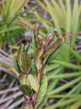 Plancia ëd Rhododendron minus var. chapmanii (Alph. Wood) Gandhi & Zarucchi