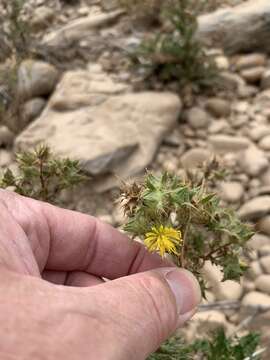 Image of Berkheya onobromoides (DC.) O. Hoffm. & Muschl.