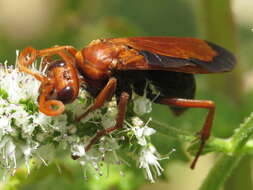 صورة Hemipepsis mauritanica (Linnaeus 1767)