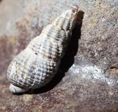 Image of Nassarius mendicus (Gould 1850)