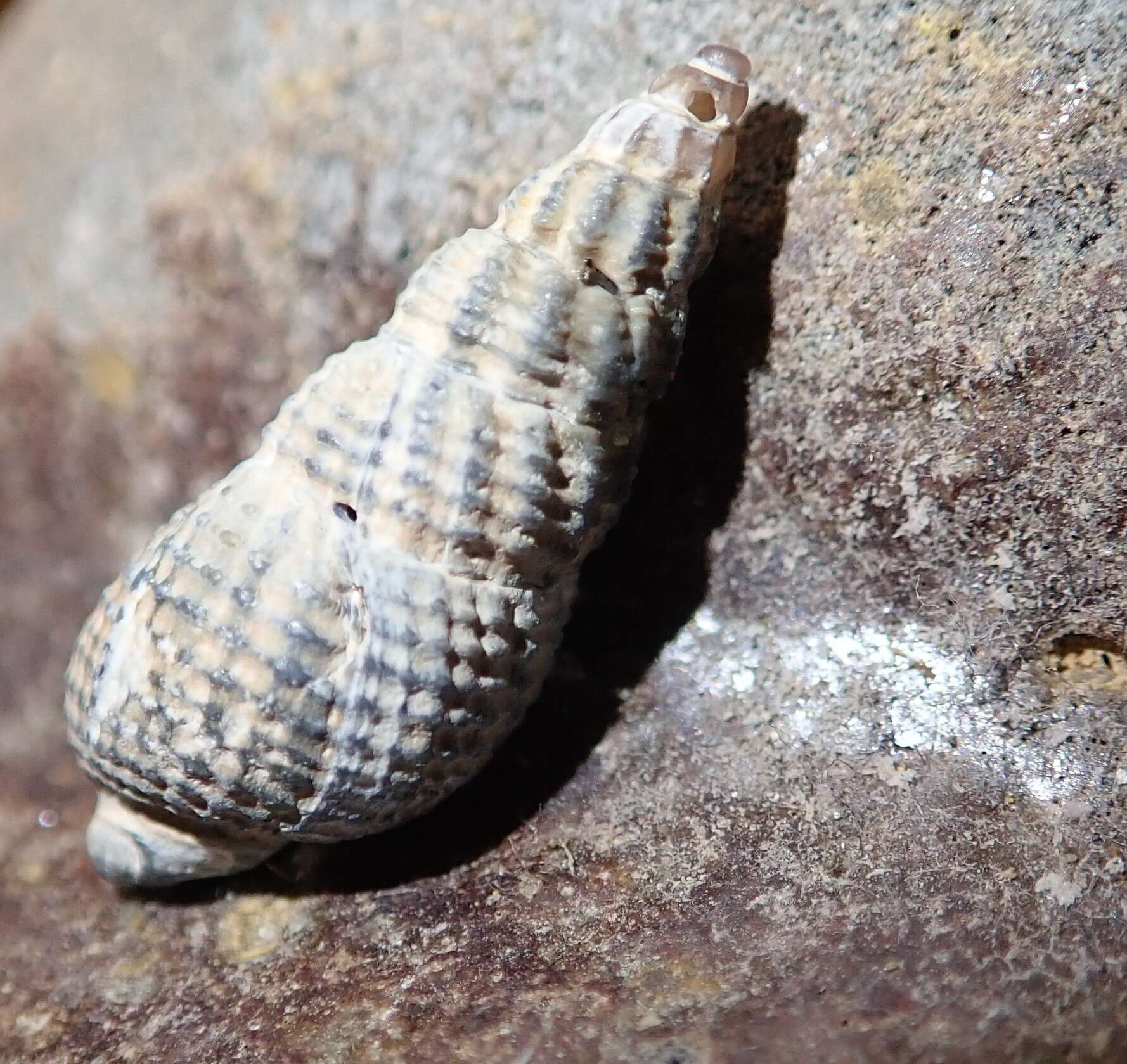 صورة Nassarius mendicus (Gould 1850)