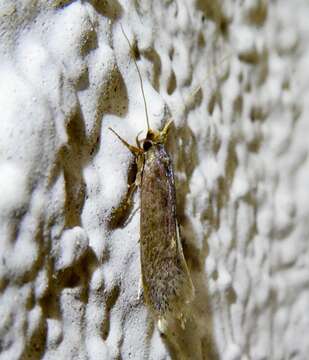 Image of Moth