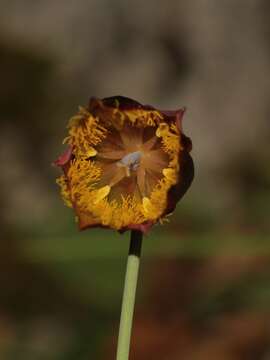 Image of Calochortus marcellae G. L. Nesom