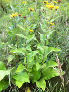 Inula helenium L. resmi