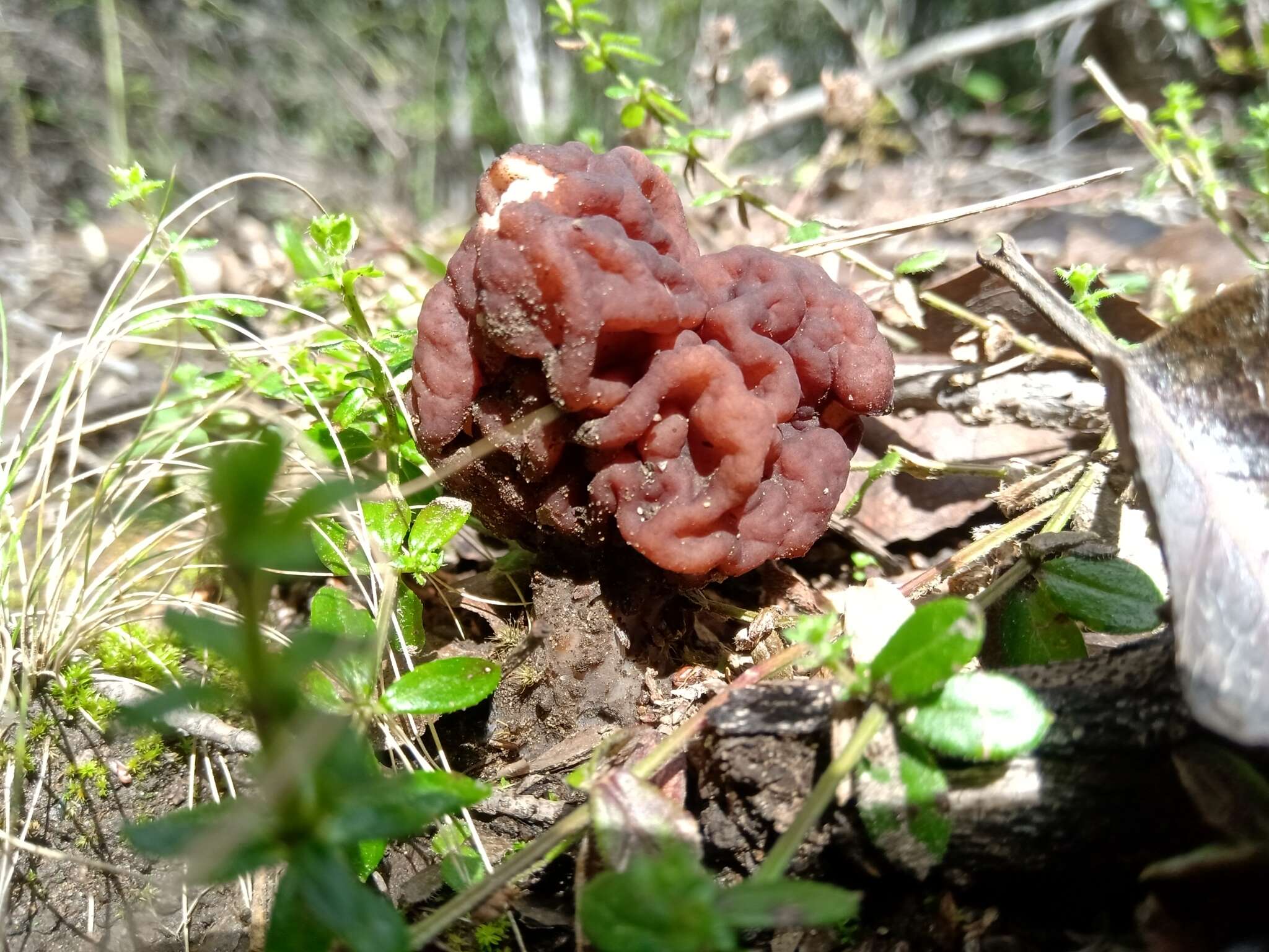 Image of <i>Gyromitra antarctica</i> Rehm