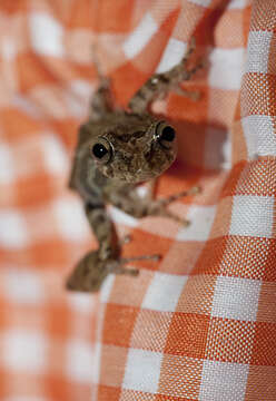 Image of Rio Verde Snouted Treefrog