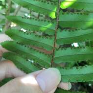 Imagem de Nephrolepis copelandii W. H. Wagner