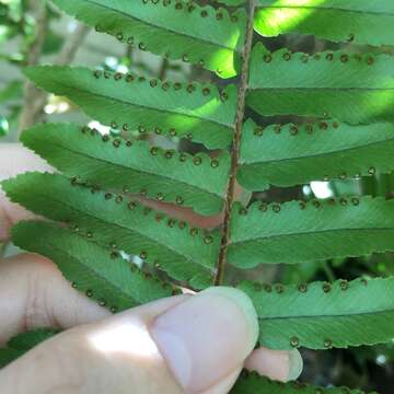 Image de Nephrolepis copelandii W. H. Wagner