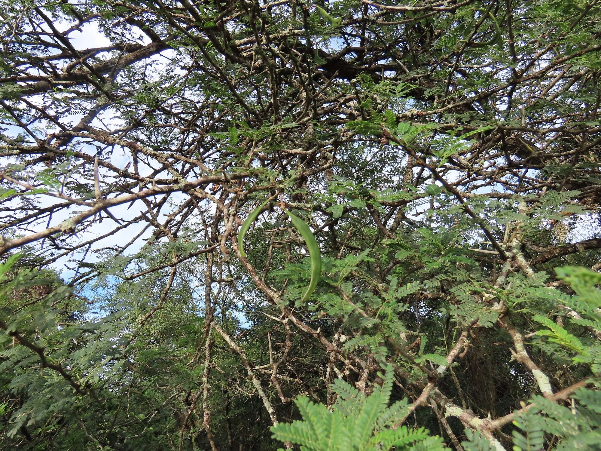 Vachellia grandicornuta (Gerstner) Seigler & Ebinger resmi