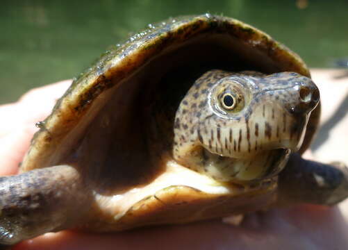 Image of Keeled Musk Turtle