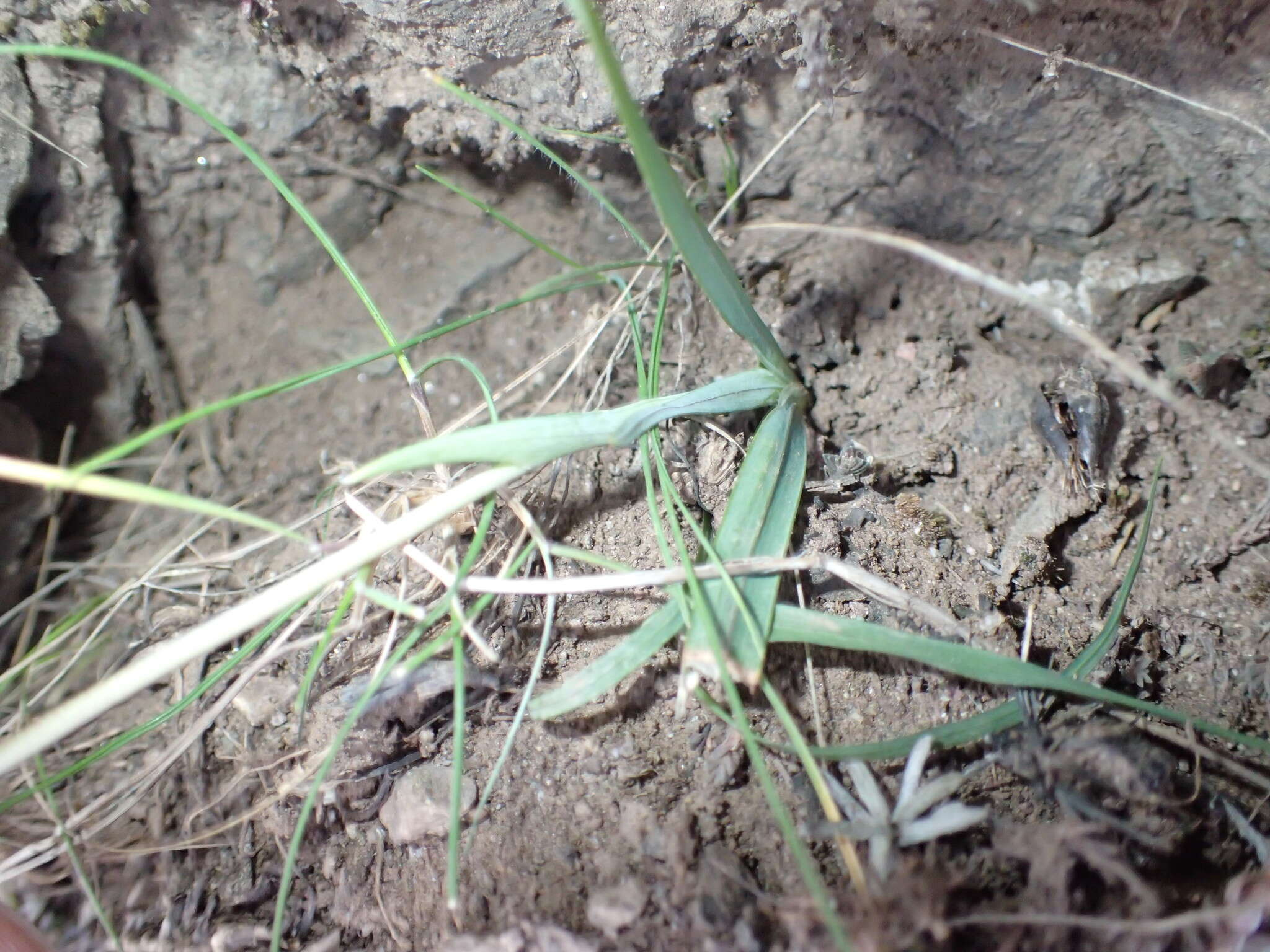 Image of Hesperantha candida Baker