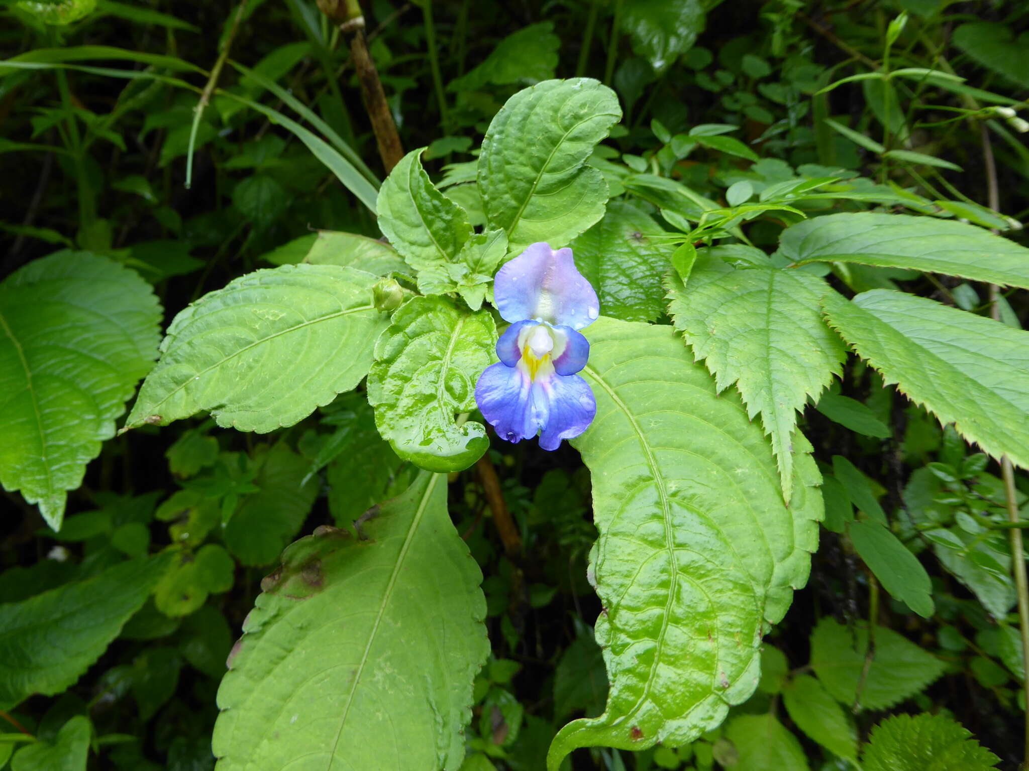 Image of Impatiens puberula DC.