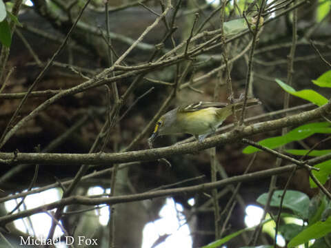 Image of White-eyed Vireo