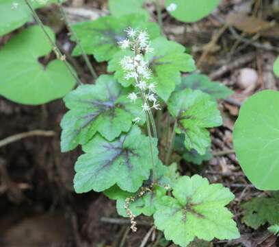 Image of Heartleaved foamflower