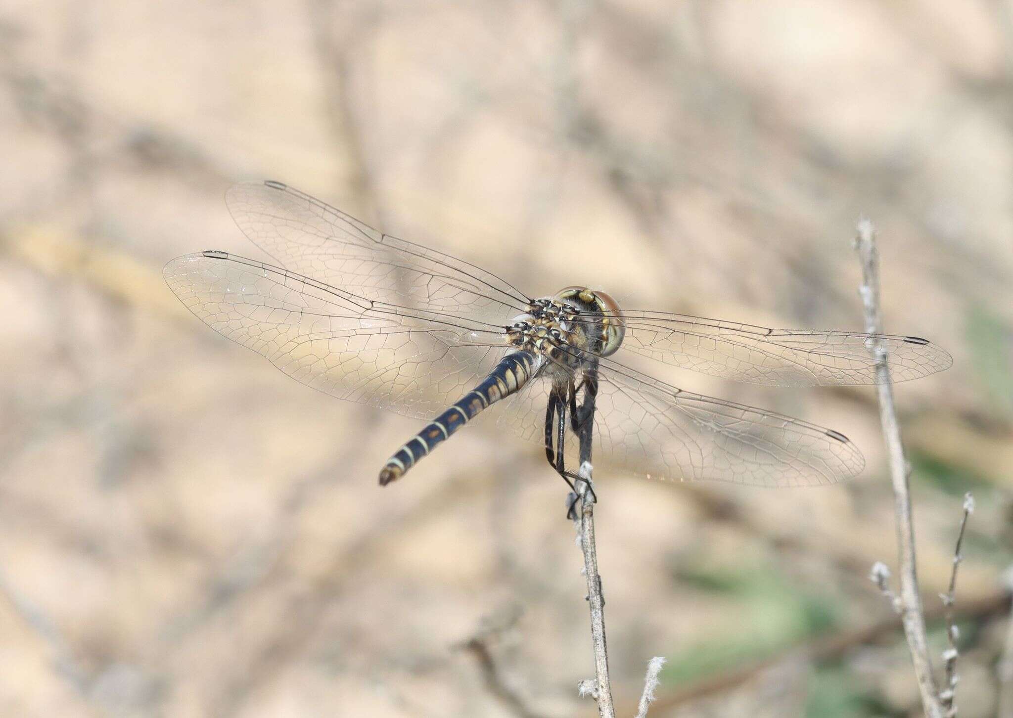 Imagem de Selysiothemis Ris 1897