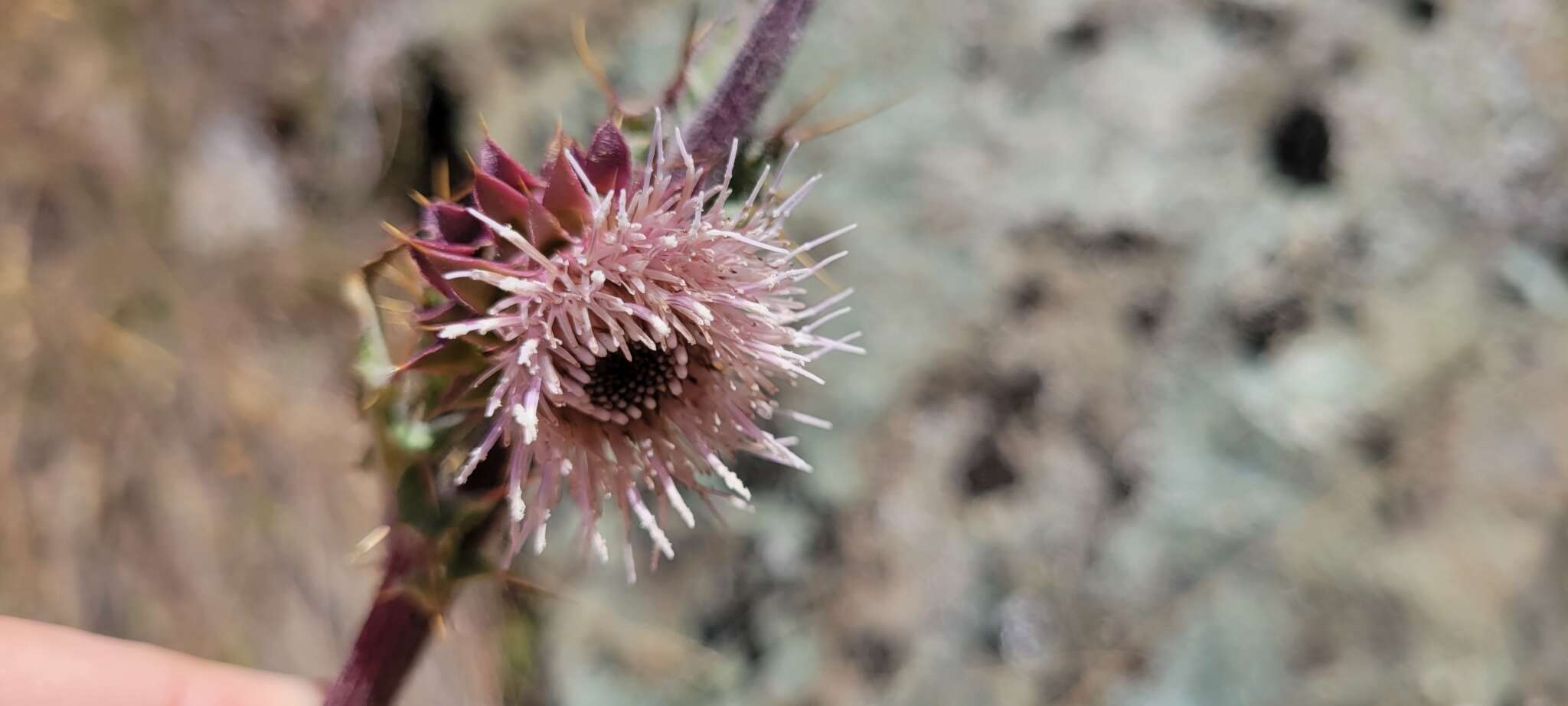 Image of Fountain Thistle