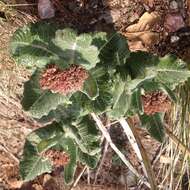 Image of Asclepias otarioides E. Fourn.