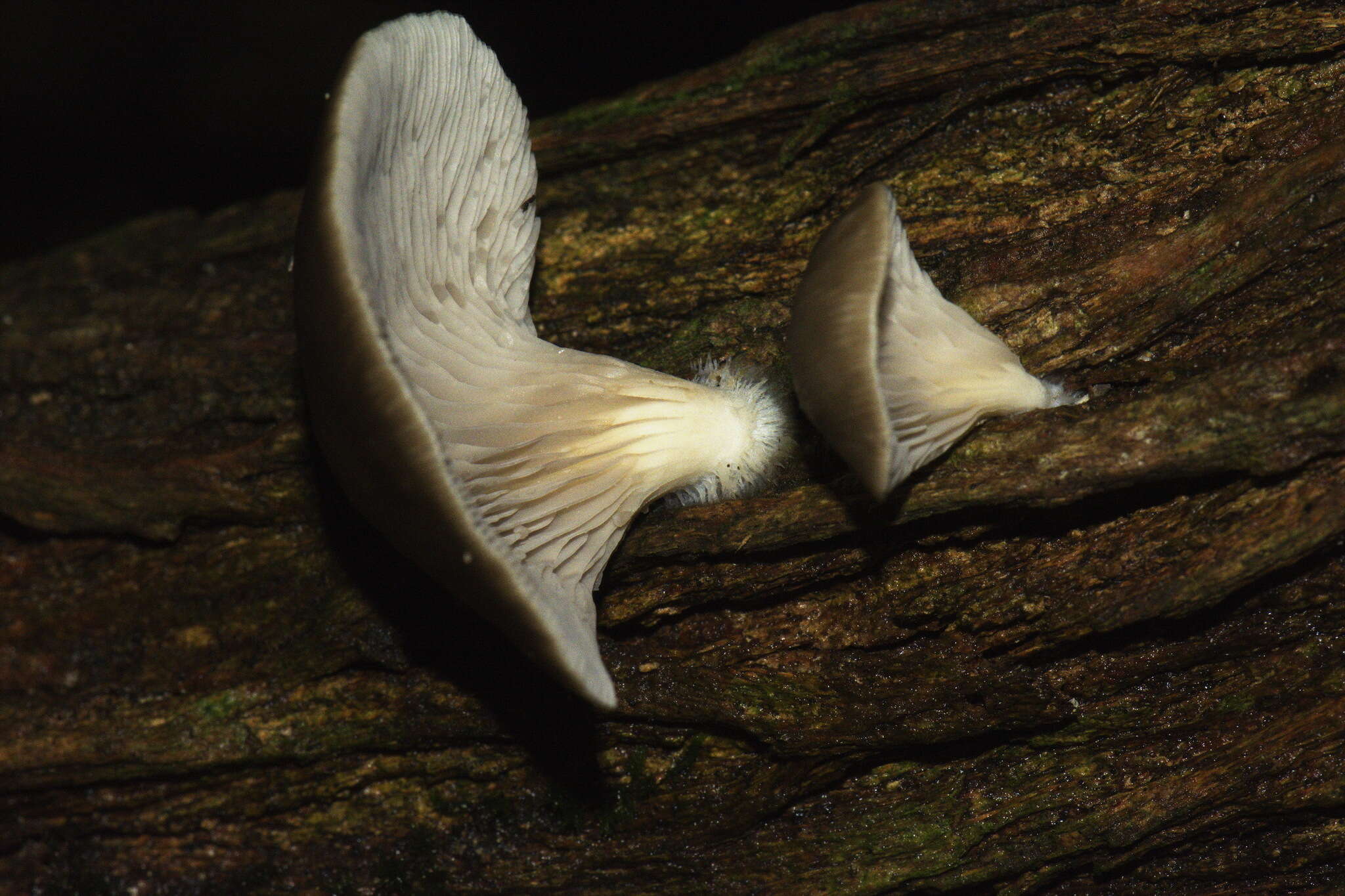 Image of Pleurotus purpureo-olivaceus (G. Stev.) Segedin, P. K. Buchanan & J. P. Wilkie 1995