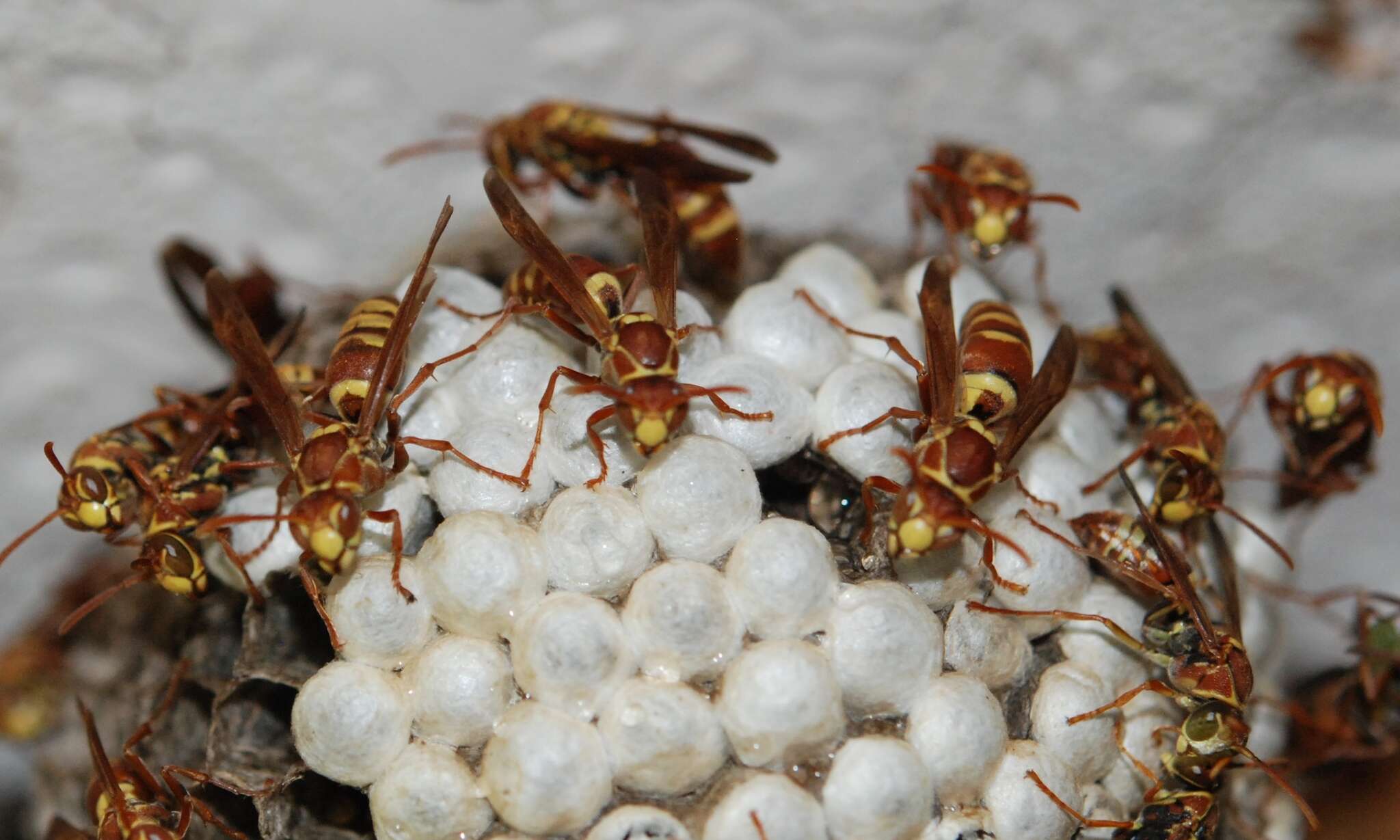 Image of Polistes shirakii Sonan 1943