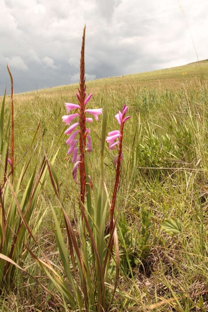 Image of Watsonia lepida N. E. Br.