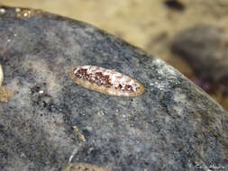 Image of Ischnochiton striolatus (Gray 1828)