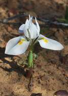 Image of Moraea macronyx G. J. Lewis