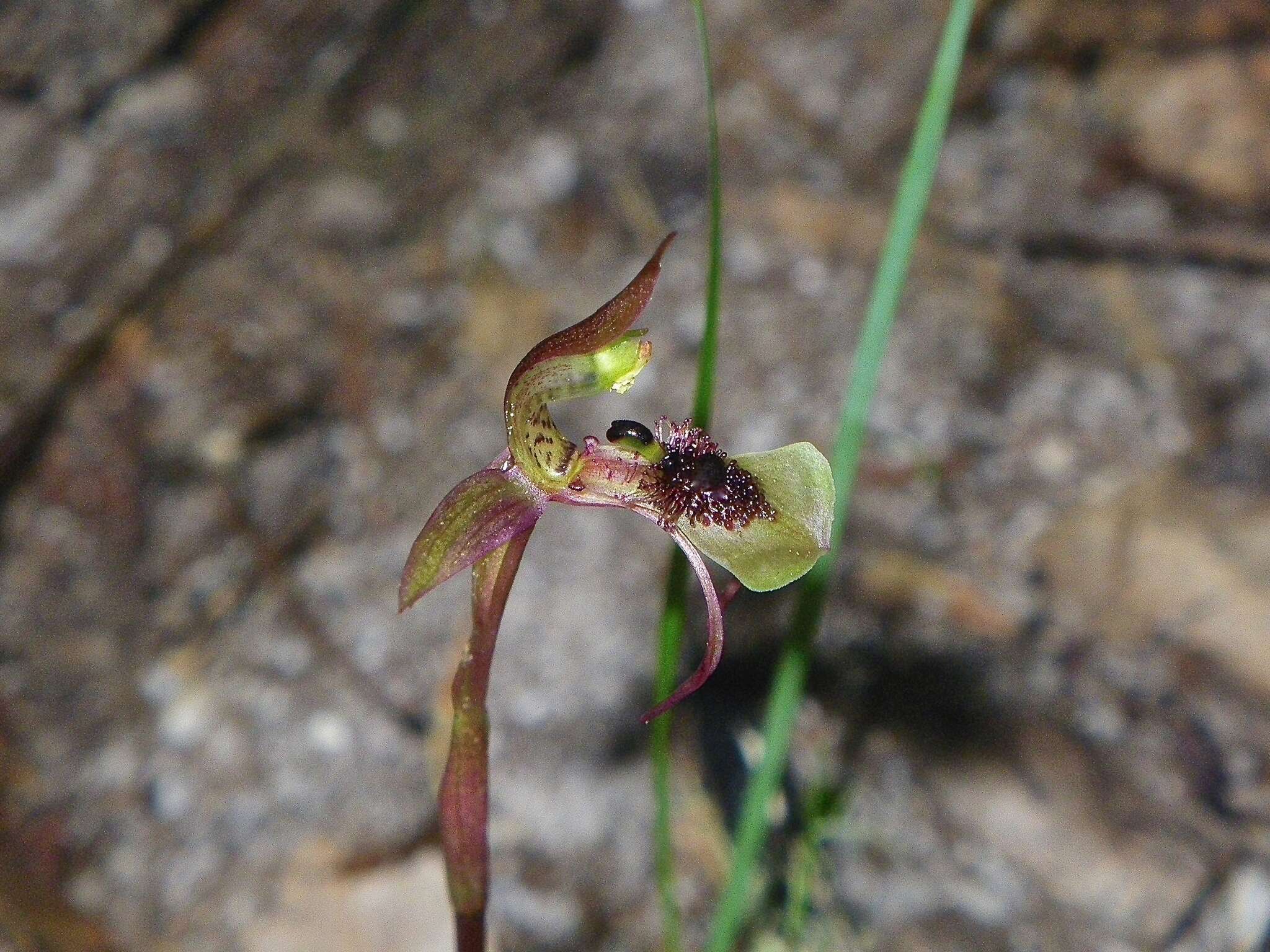 Imagem de Chiloglottis seminuda D. L. Jones