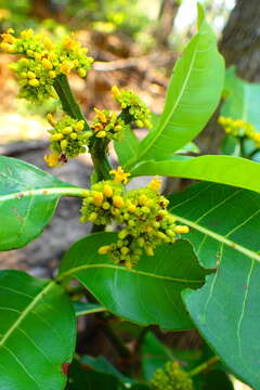 Image of Psychotria berizokae (Bremek.) A. P. Davis & Govaerts