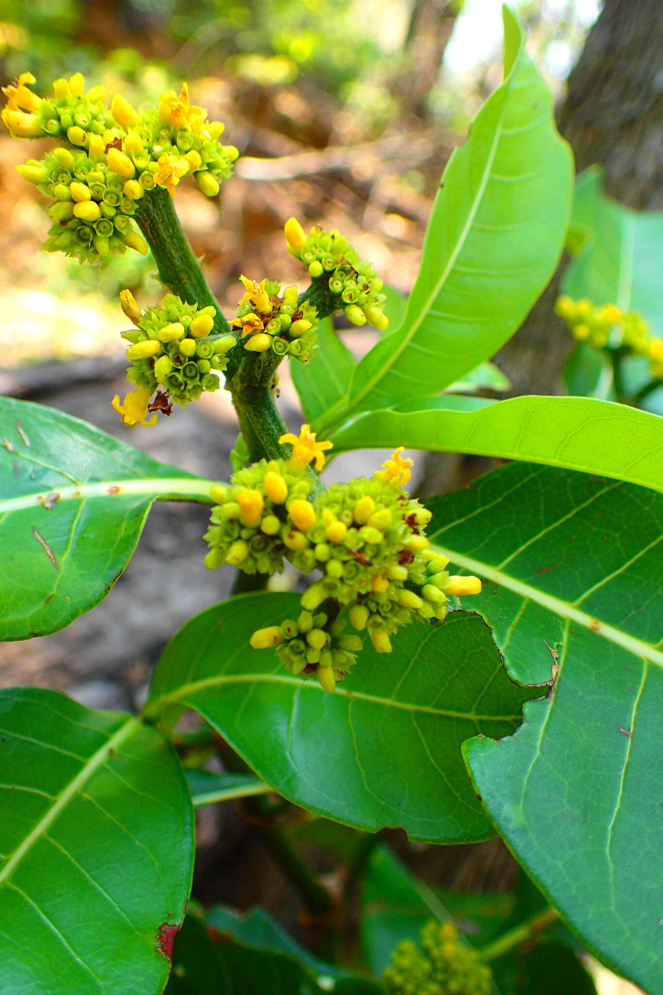 Image of Psychotria berizokae (Bremek.) A. P. Davis & Govaerts