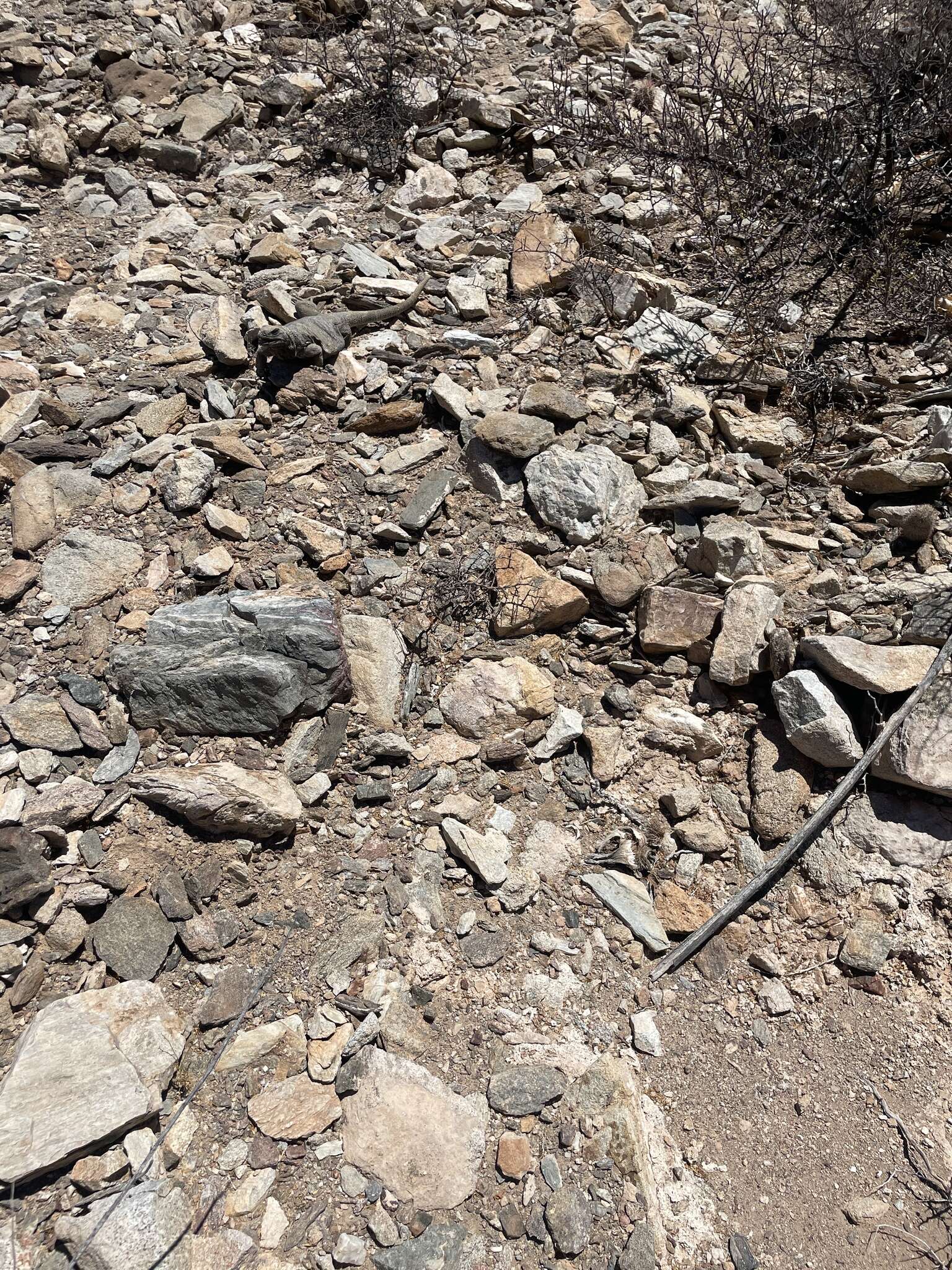 Image of Angel Island chuckwalla