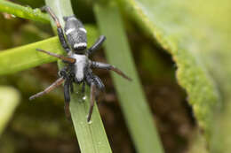 Image of Sergiolus columbianus (Emerton 1917)