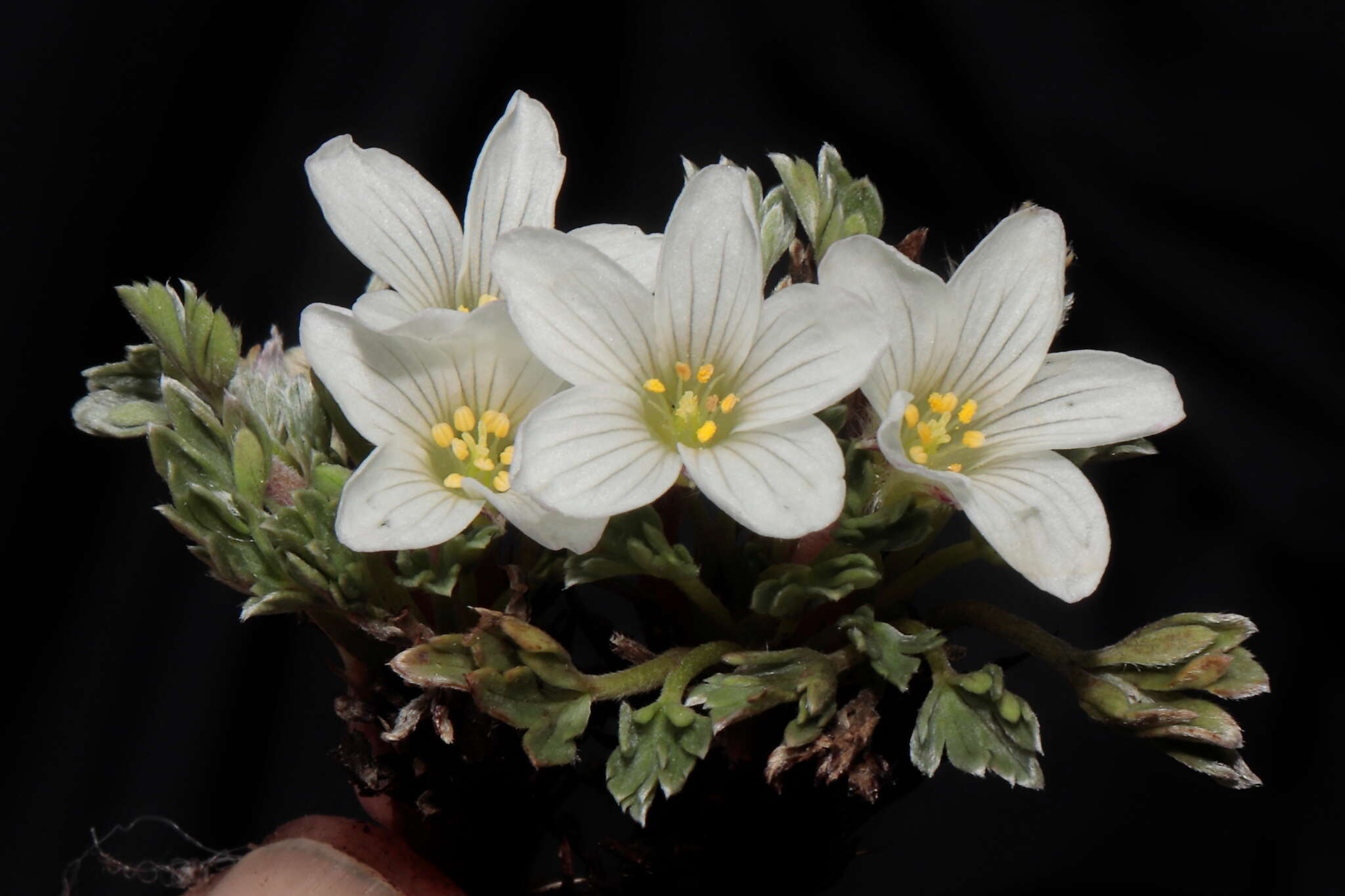 Imagem de Geranium ruizii Hieron.