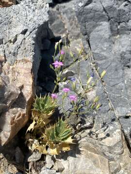 Image of Ripley's gilia