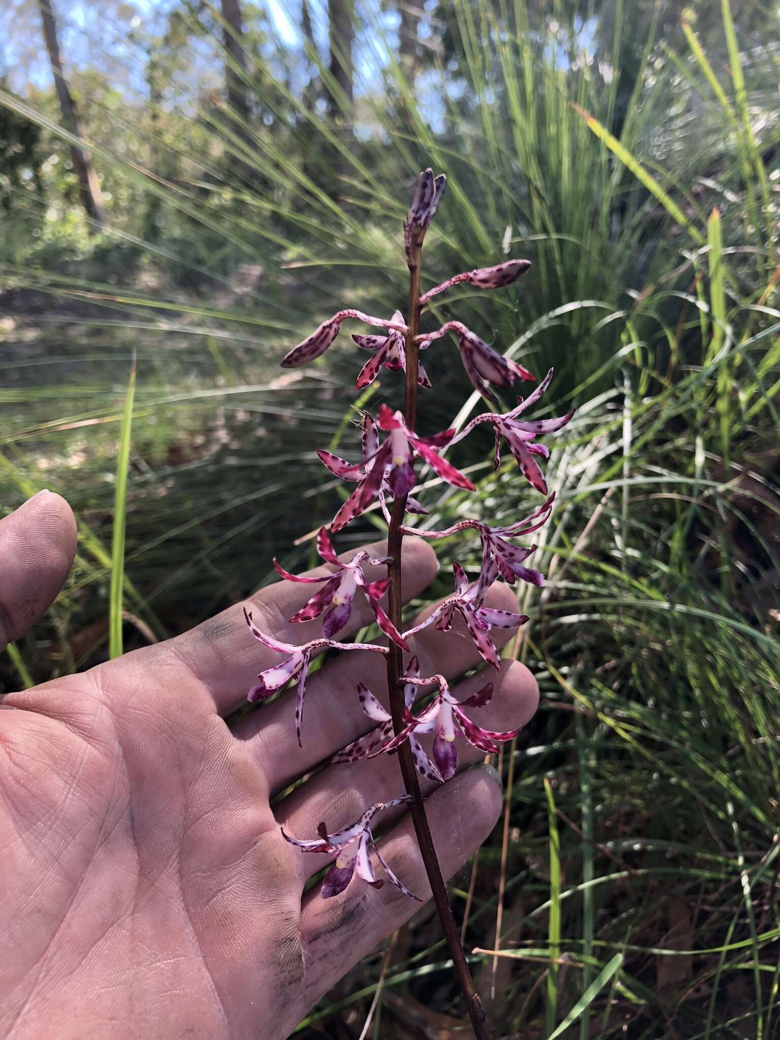 Image of Blotched hyacinth-orchid