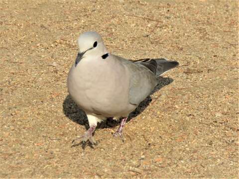 Image of Streptopelia capicola onguati Macdonald 1957