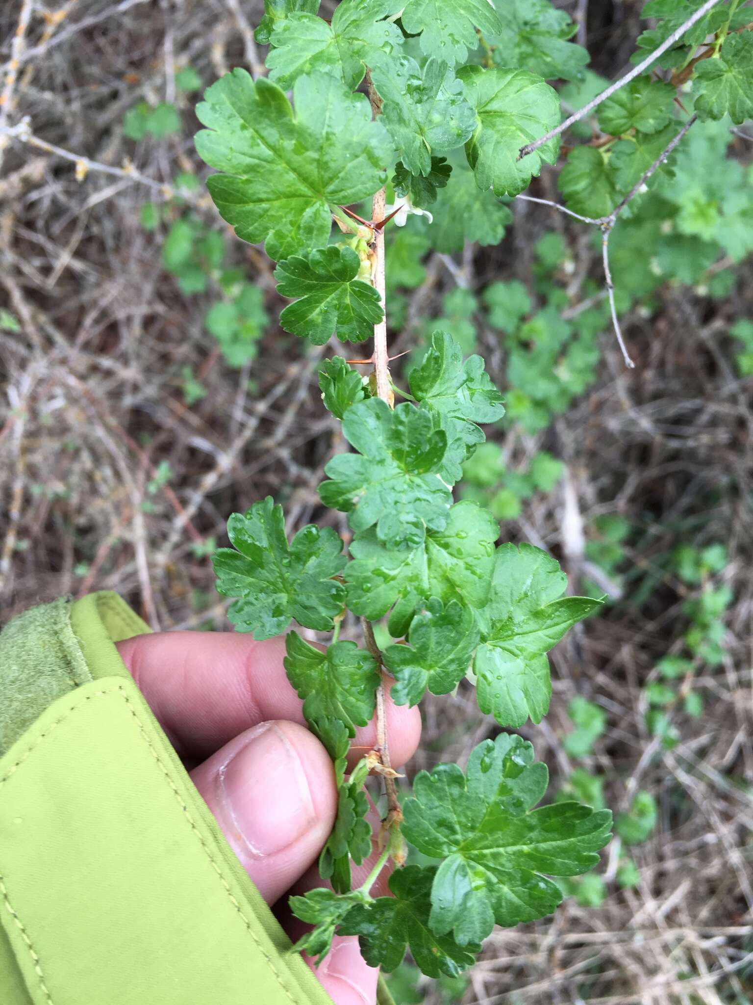 Image of inland gooseberry