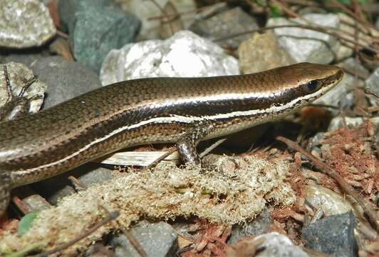 Image of Roatán Skink