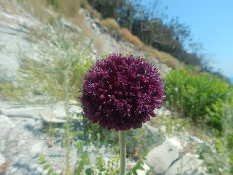 Image of broadleaf wild leek