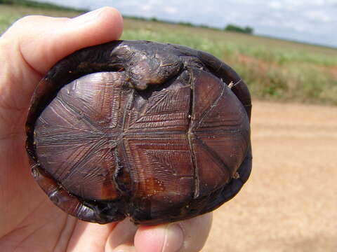 Image of Mississippi mud turtle