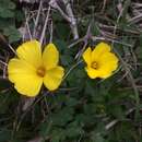 Image of Oxalis refracta A. St.-Hil.