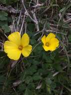 Image of Oxalis refracta A. St.-Hil.