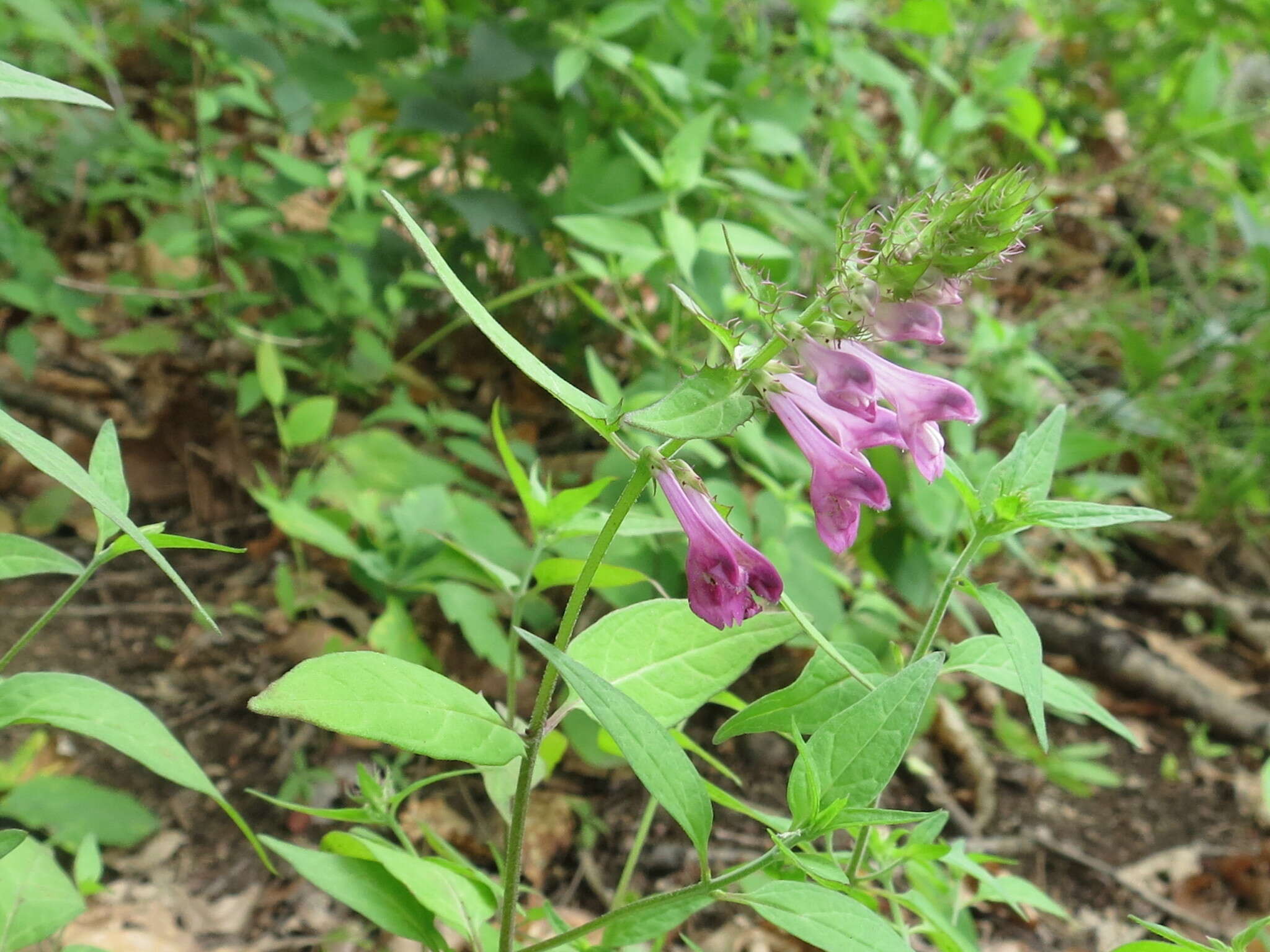 Image of Melampyrum roseum Maxim.